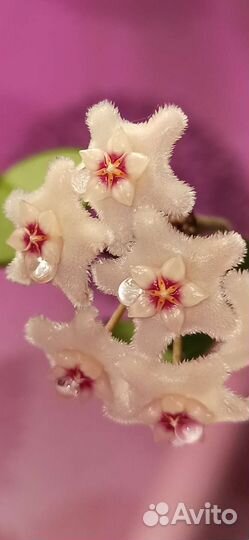 Хойя Матильда, Карноза, Белла, Кримсон Квин