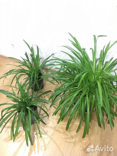 Хлорофитум