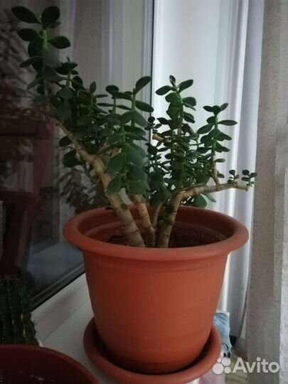 Комнатные цветы денежное дерево