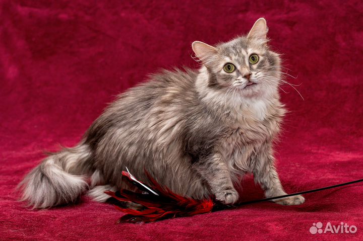 Я красивая, но вредная и оттого ненужная никому