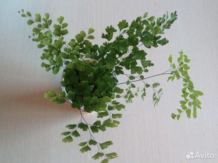 Папоротник