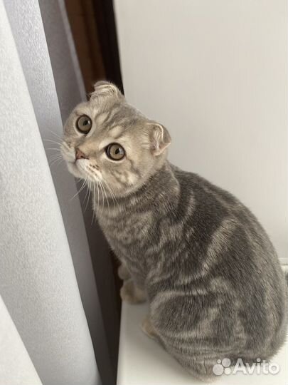 Шотландский вислоухий кот