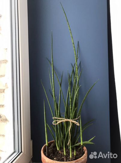 Сансевиерия