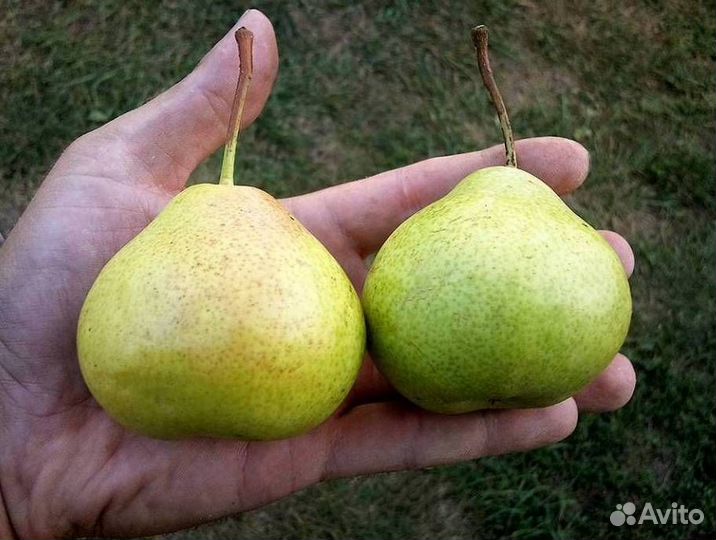 Саженцы груши Бессемянка Мичурина