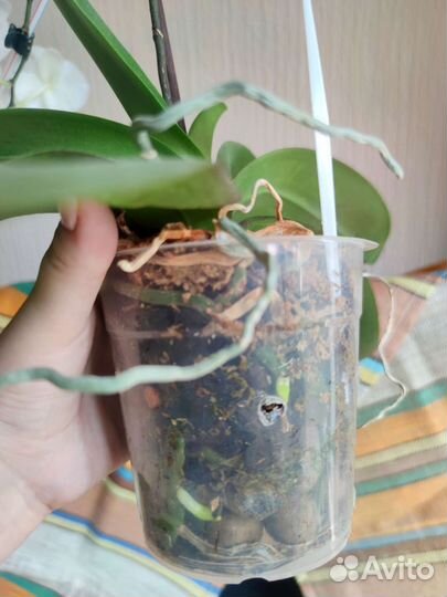 Орхидея Phal. Charming Crystal Water 1287