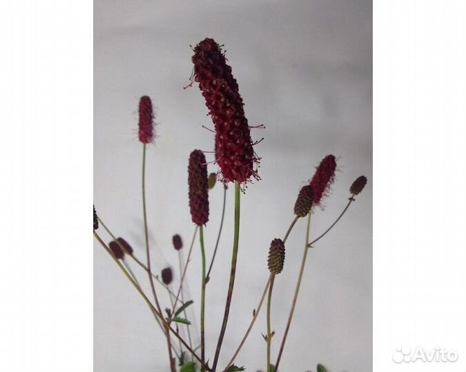 Кровохлебка Мензиса