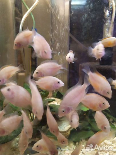 Цихлазома Фламинго