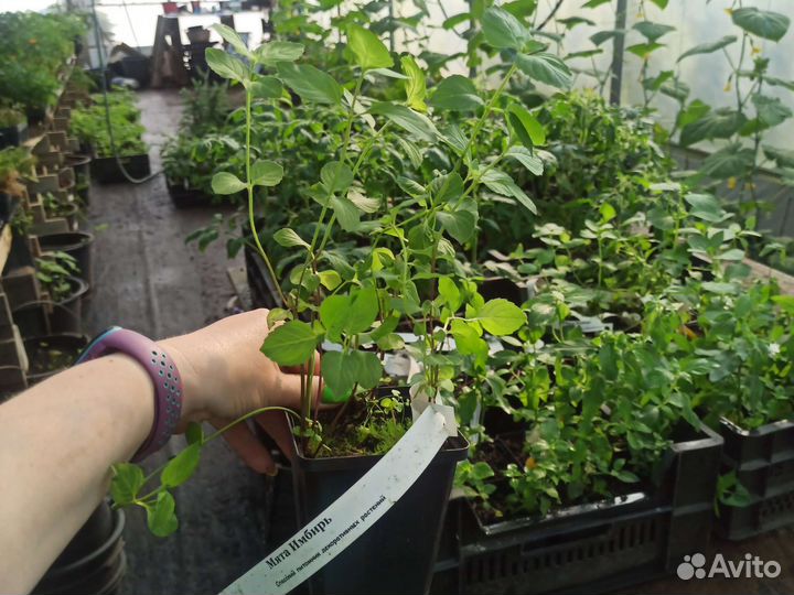 Мята, Лаванда