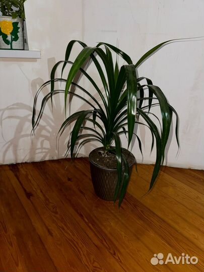 Цветок панданус