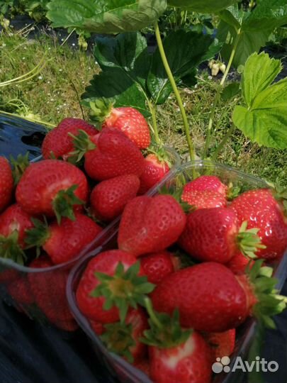 Рассада клубники. сорт мальвина, клери