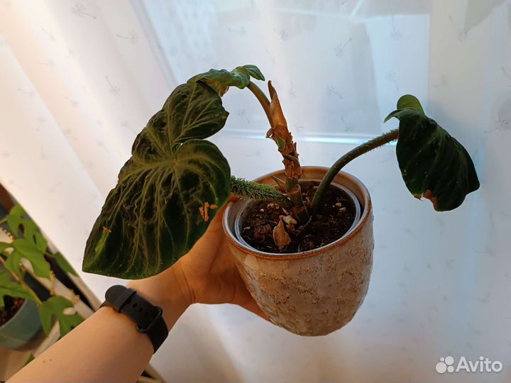 Филодендрон Веррукосум / Бородавчатый