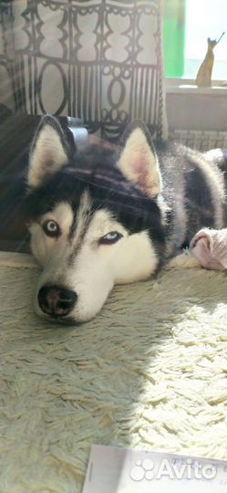 Кобель Хаски для вязки