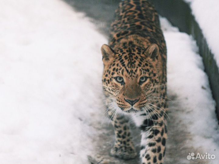 Экскурсия — Сочи — В мире животных Кавказа
