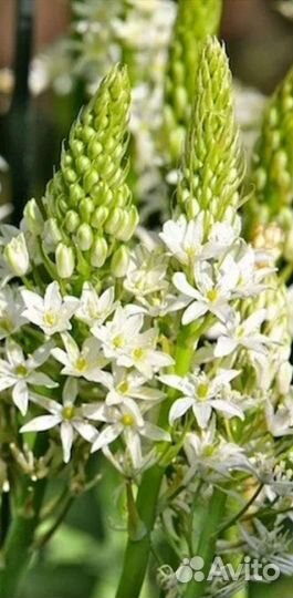 Декоративные луки и Орнитогалум