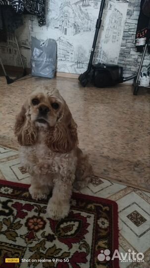 Собака вязка