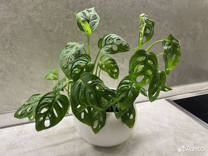 Монстера манки