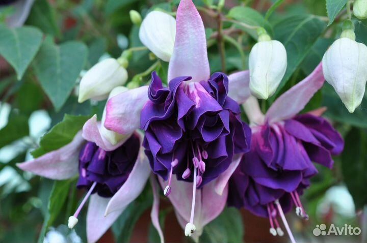 Фуксии часть 3