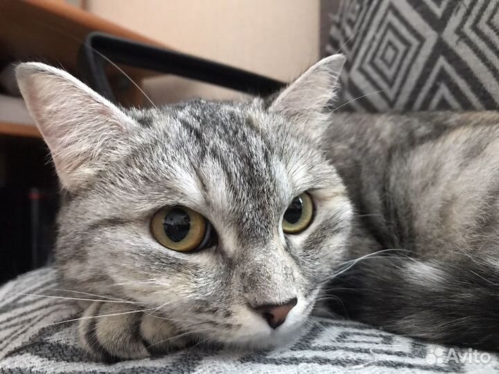 Кошка в добрые руки