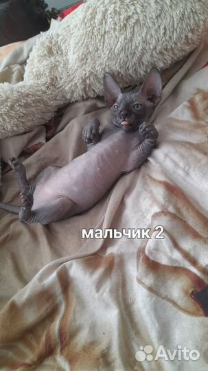 Канадский сфинкс котенок