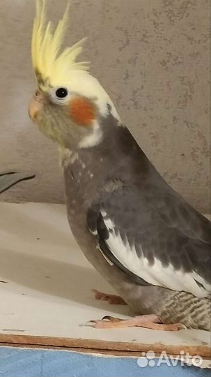 Попугай корелла