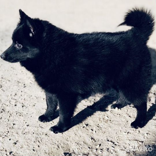 Собака схипперке