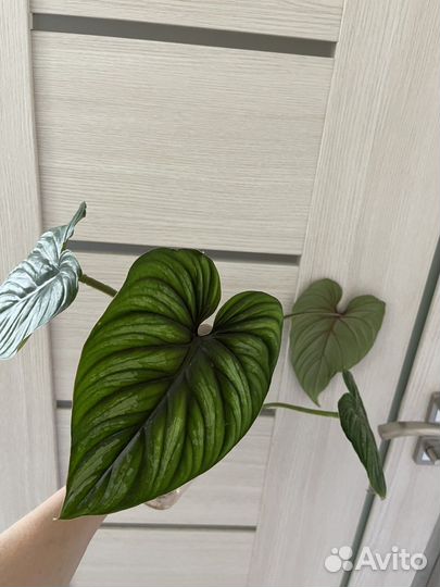 Филодендроны