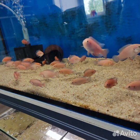 Hemichromis exsul (хромис экссул) Камни