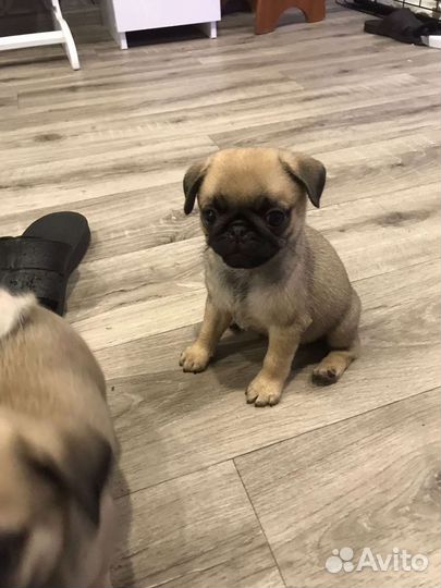 Щенки мопса