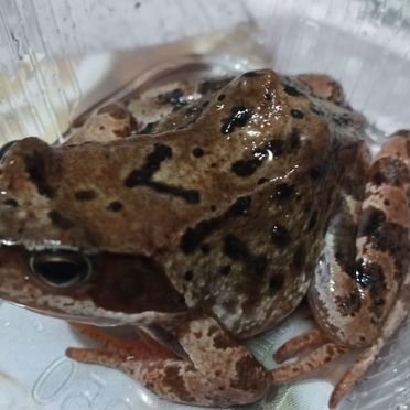 Лягушки живые кормовые