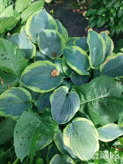 Хосты разные