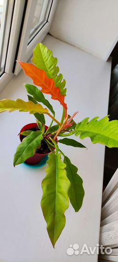 Фикус, аглаонема, сциндапсус