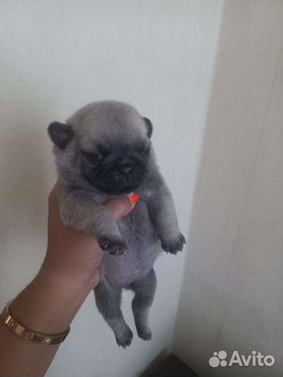 Щенки мопса