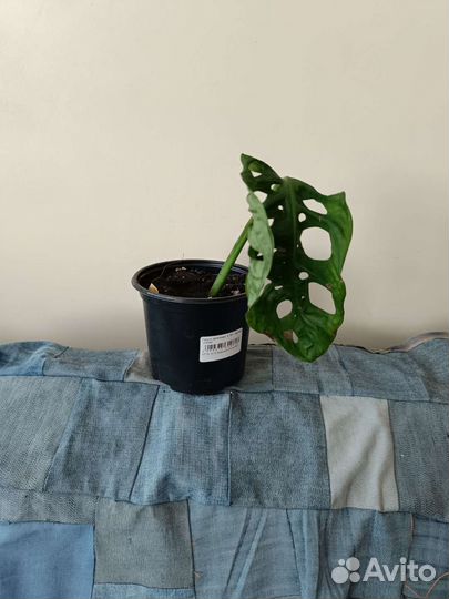 Монстера манки маск