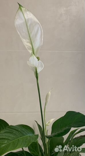 Спатифиллум