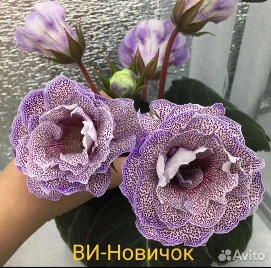 Глоксиния махровая клубни и листья