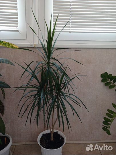 Комнатные цветы кротон, драцена