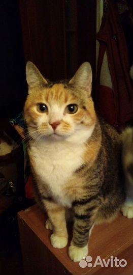 Кошки -пеструшки красотки в добрые руки ищут дом