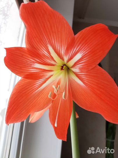 Гиппеаструм