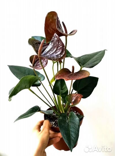 Антуриум шоколадный Эсенция