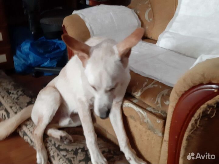 Отдам собаку в хорошие руки