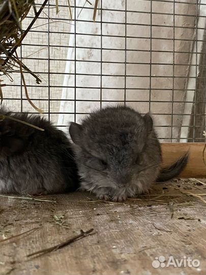Ангорские шиншиллы носители фиолета и сапфира