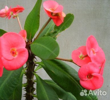 Молочай миля мелкоцвтковый