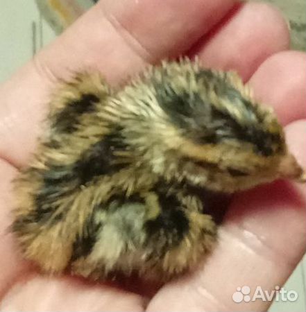 Бройлер/перепел/породная птица