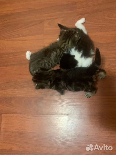 В добрые зайченка, бельчонка и медвежонка