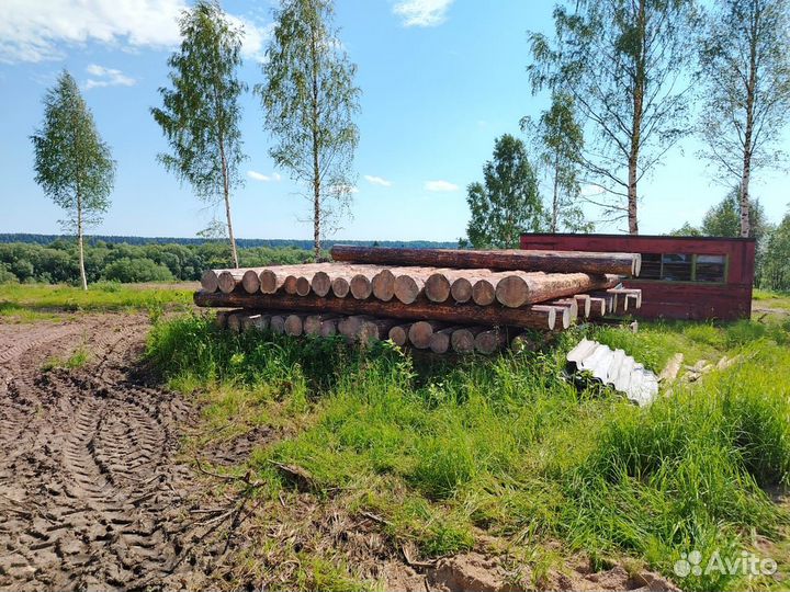 Лес строевой сосна