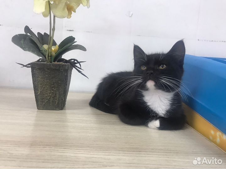 Красавчик котенок Остин в добрые руки