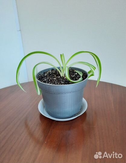 Хлорофитум кудрявый Бонни