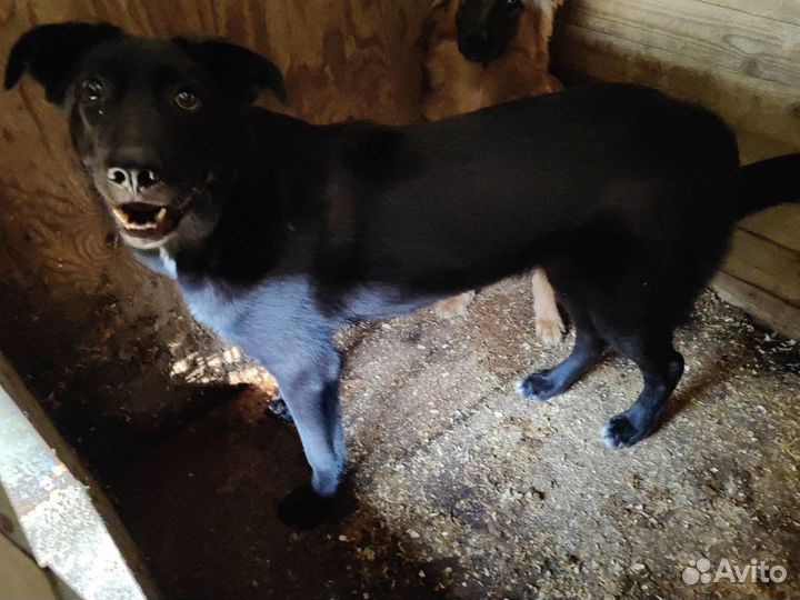 Щеночек Несквик ищет дом