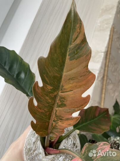 Филодендрон Карамель Марбл