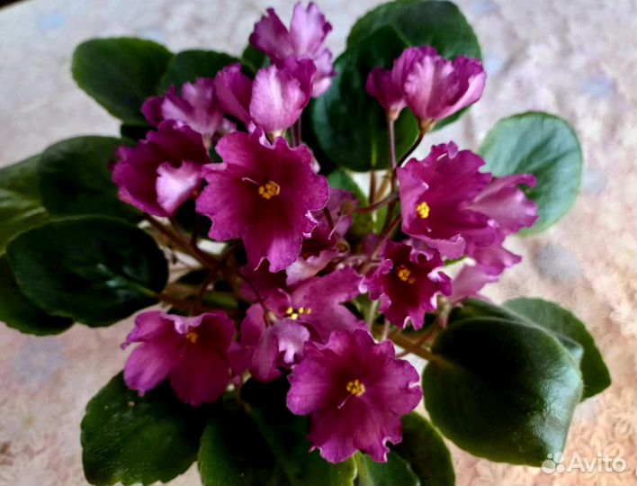 Детки сортовых фиалок